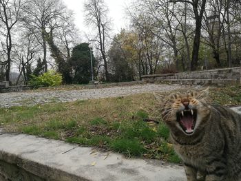 View of cat yawning