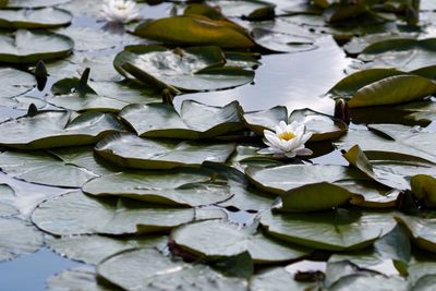 Lotus blooming in lake