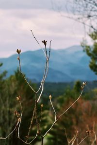 Close-up of twigs against sky