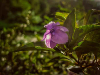 Close-up of purple flowers blooming outdoors