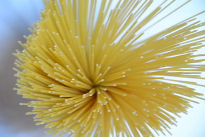 Close-up of flowers