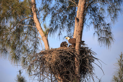 Low angle view of birds perching on tree against sky