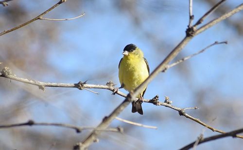 Low angle view of bird perching on branch