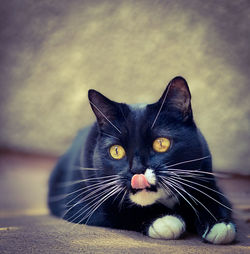 Close-up portrait of a cat