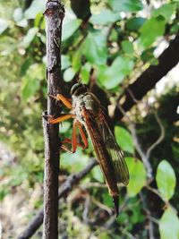 Close-up of insect on plant