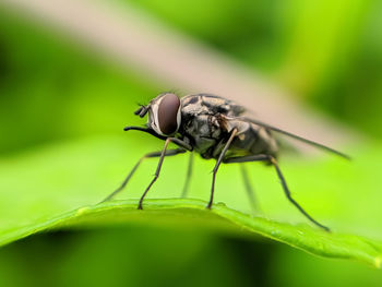 Close-up of fly on leaf