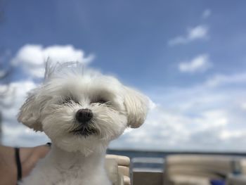 Portrait of white dog