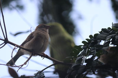 Low angle view of bird perching on branch