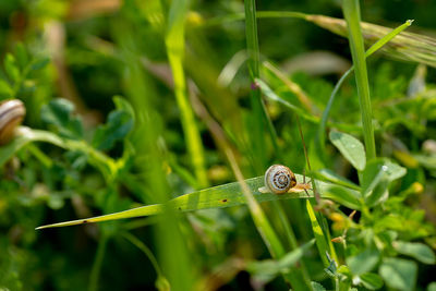 Close-up of insect on grass