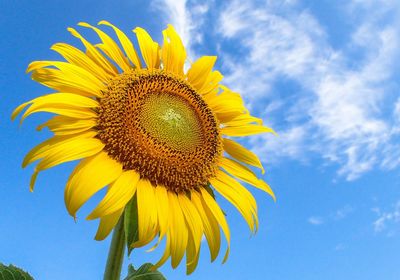 Low angle view of sunflower blooming against sky