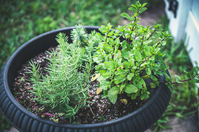 High angle view of potted plants in yard