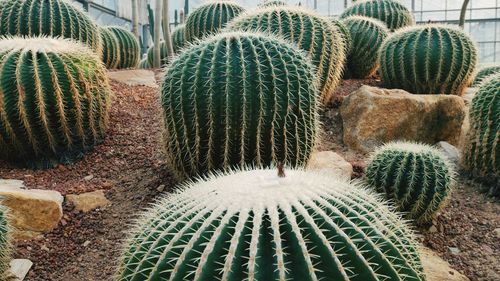 High angle view of succulent plants