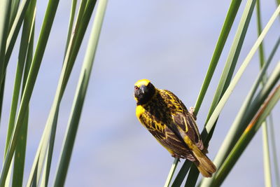 Low angle view of bird perching on plant against sky
