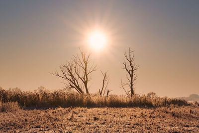 Bare tree on field against sky