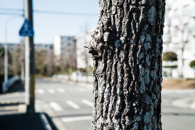 Close-up of tree trunk by street in city