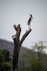 Bird perching on a tree