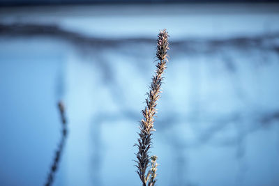 Close-up of dried plant on snowy field