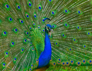 Close-up of peacock feathers