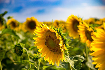 Close-up of sunflower on field against sky