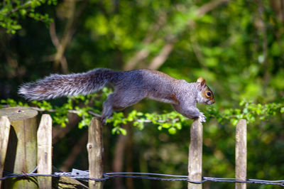 Side view of squirrel on wooden post