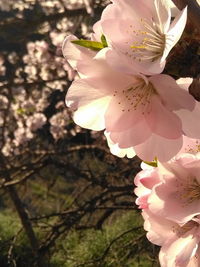 Close-up of flower