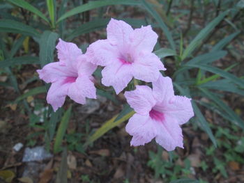 Close-up of pink flowers blooming outdoors