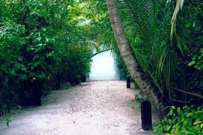 Trees amidst plants