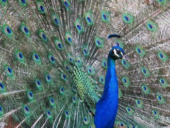 Close-up of peacock