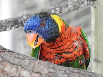 Close-up of parrot perching on branch