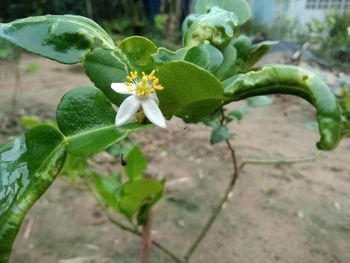 Close-up of flowering plant