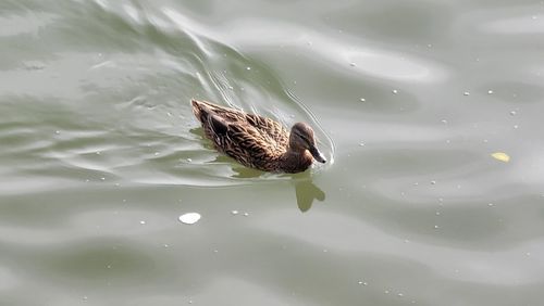 Lone duck swim away from the ducks