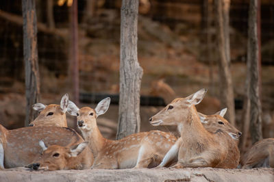 Deers sitting at zoo