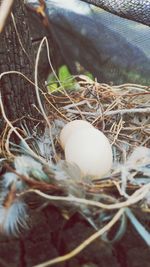 High angle view of bird in nest