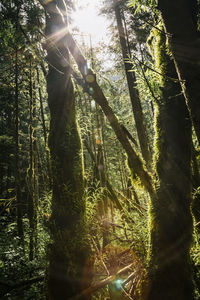 Sunlight streaming through trees in forest