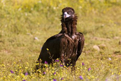 View of a bird on field