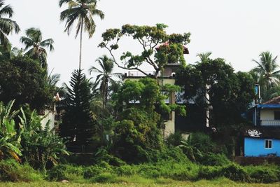 Plants and trees by building against clear sky