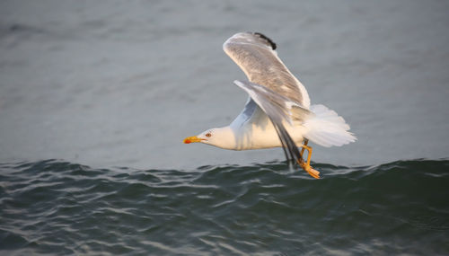 Bird sea gull flies in summer by the mediterranean sea