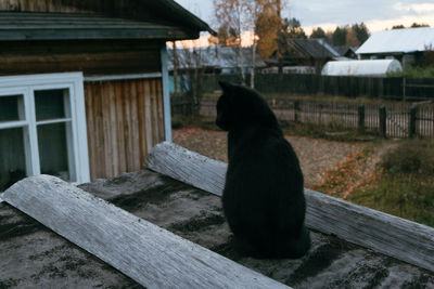 Cat sitting on wood outside house