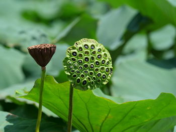 Close-up of lotus water lily in garden