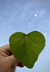 Cropped hand holding leaf