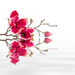 Close-up of pink flowering plant against white background