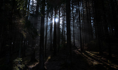 Sunlight streaming through trees in forest