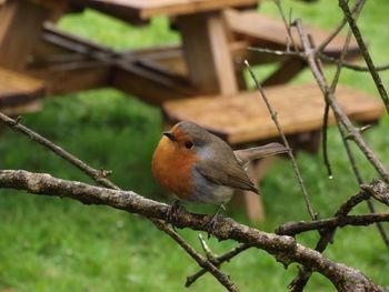 Close-up of bird perching on branch