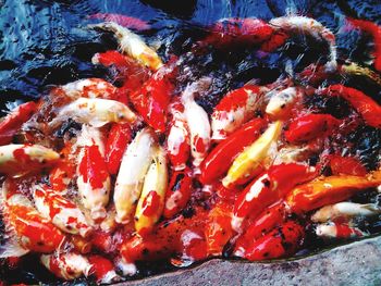 High angle view of koi carps swimming in sea