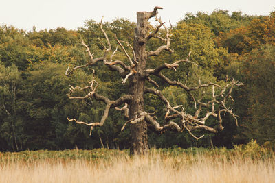 Bare tree on grassy field