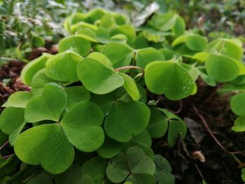 Close-up of green leaves