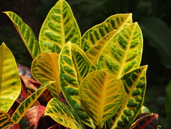 Close-up of leaves