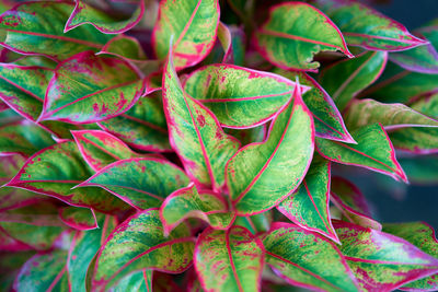 Full frame shot of fresh green leaves