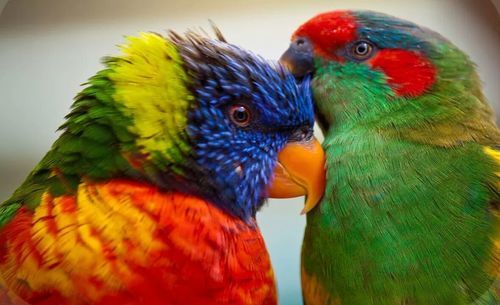 Close-up of parrot