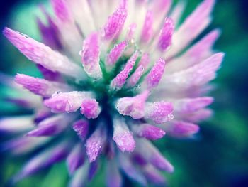 Close-up of pink flower